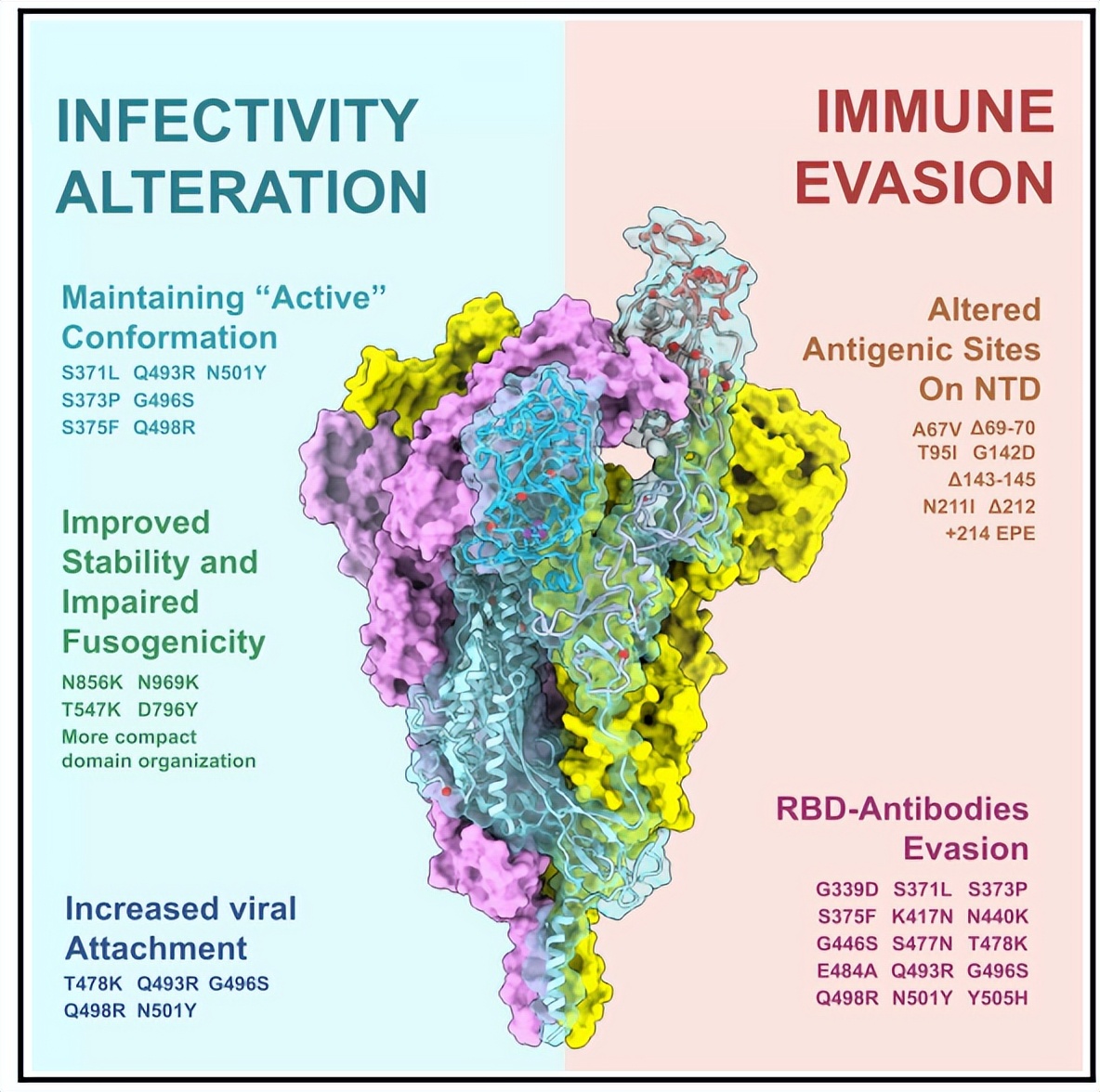 Omicron escape from immune recognition, escape from antibody, escape