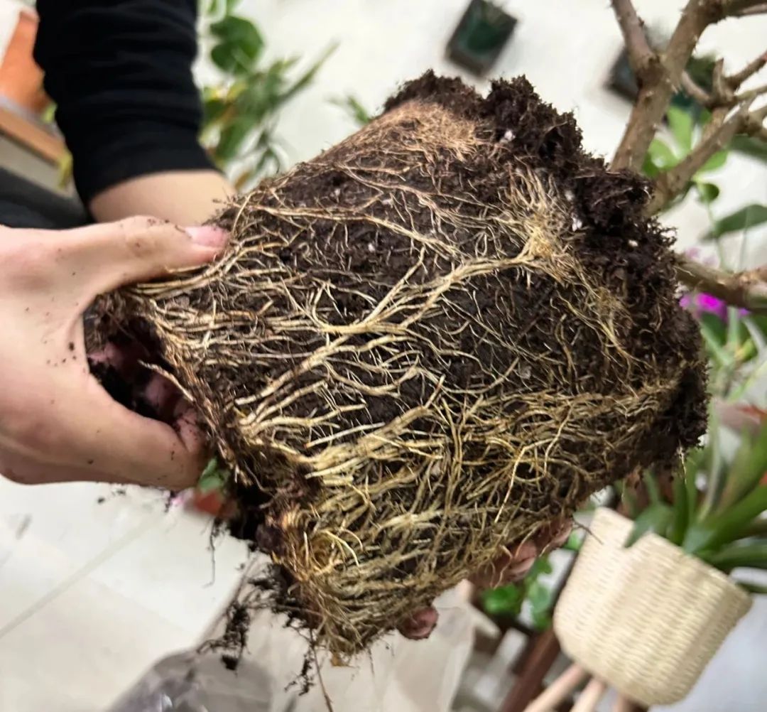 To grow flowers, grow roots first, 3 tips, strong root system, lush