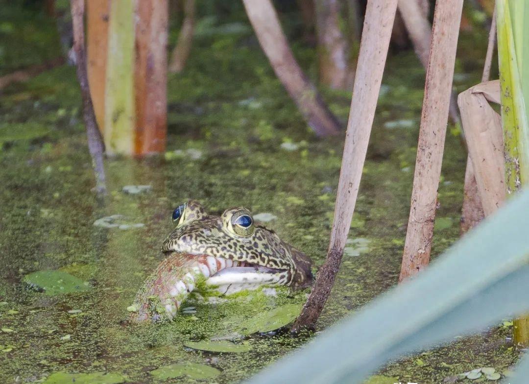 Is the delicacy brought by bullfrogs worth sacrificing ecological