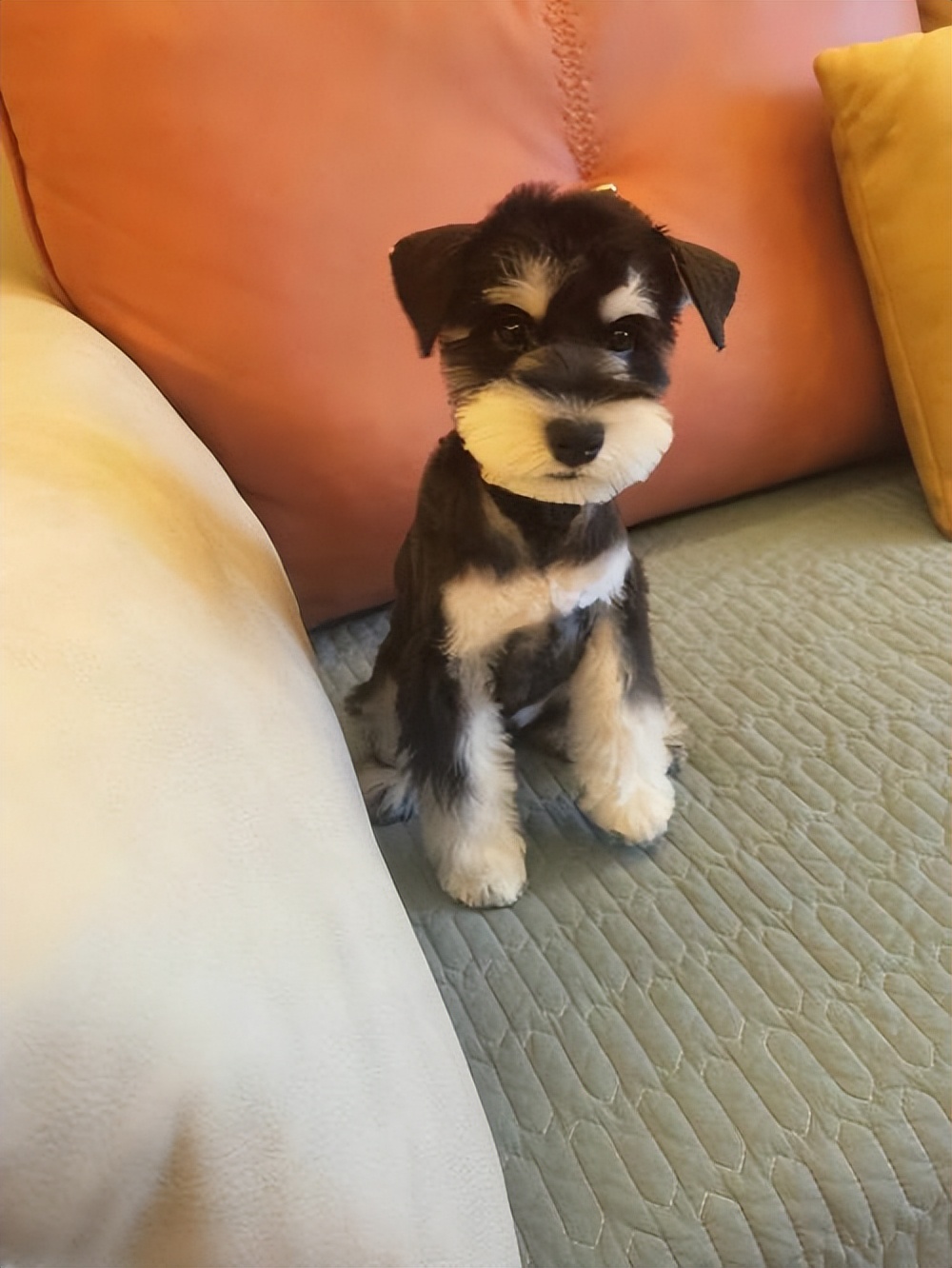 I'm not afraid to tell you that the Schnauzer has been raised for a ...