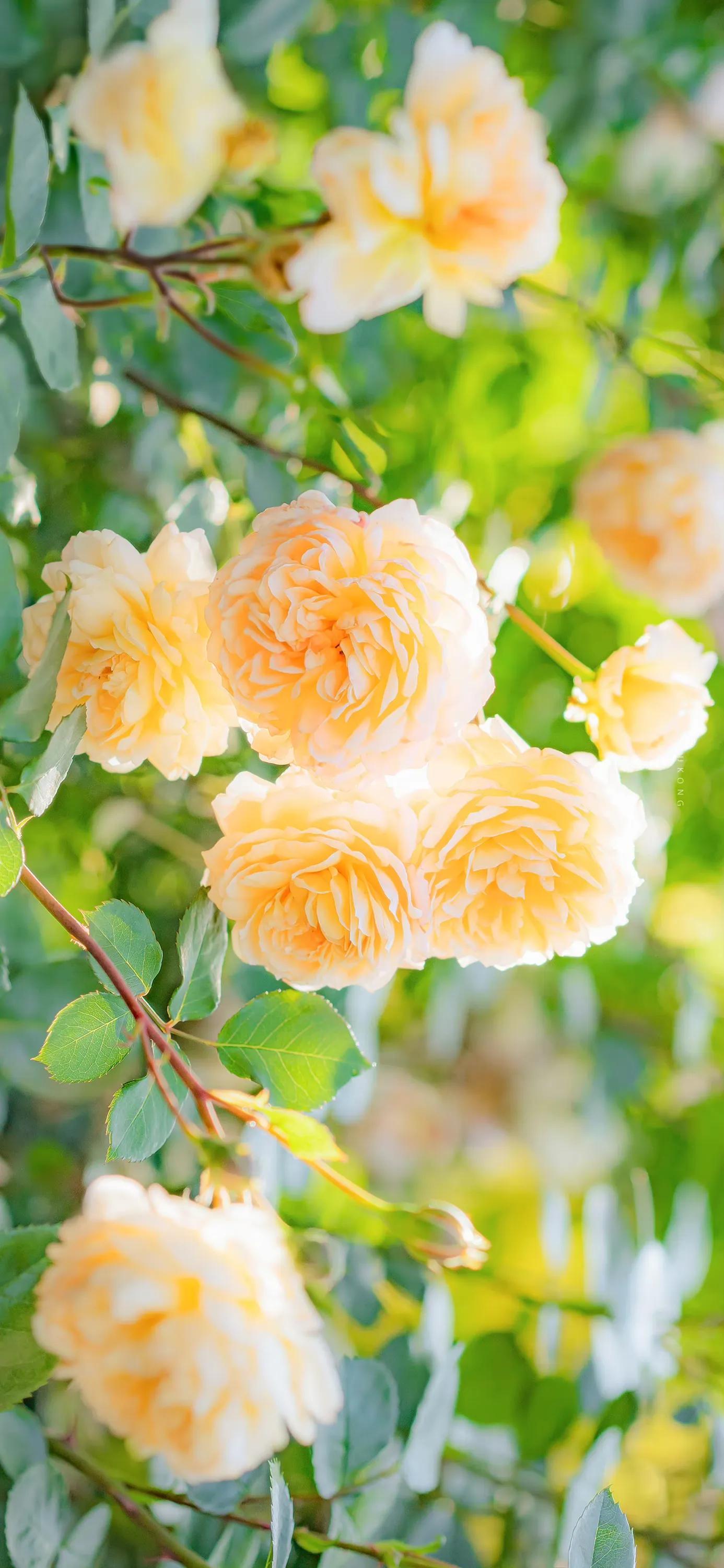 "Summer flowers" mobile wallpaper iNEWS