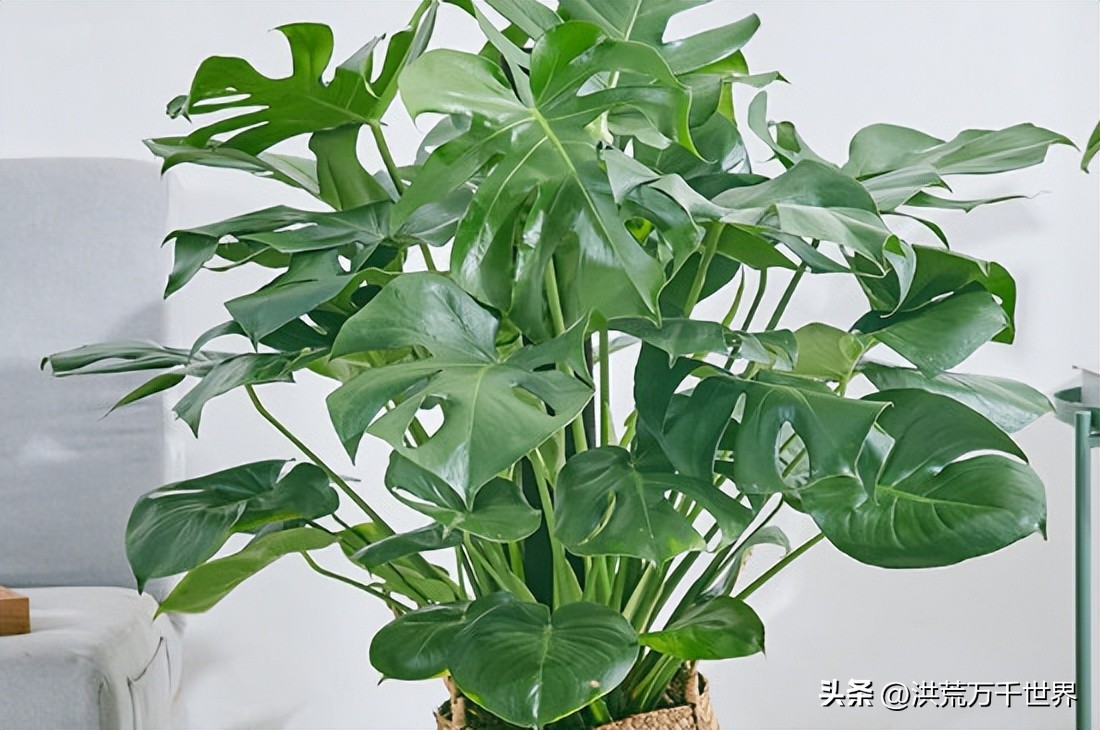 what green plants release at night iNEWS