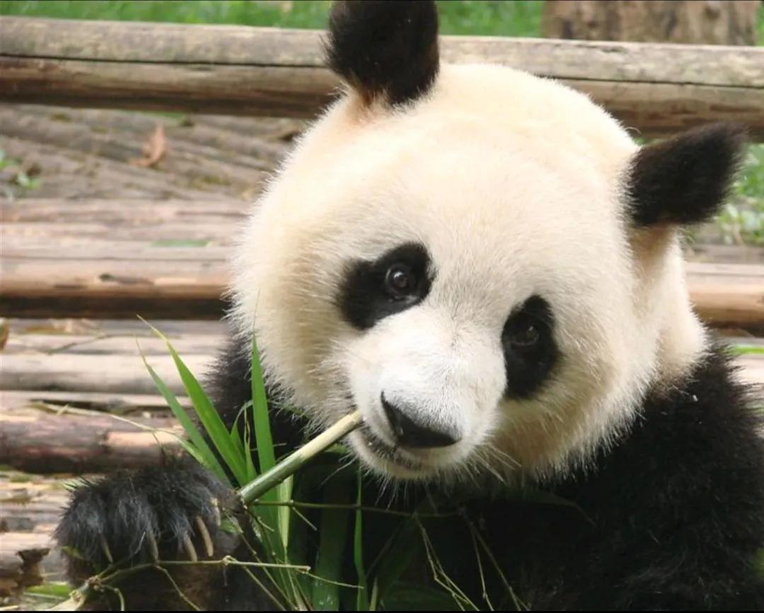 Why do pandas have dark circles under their eyes? - iNEWS