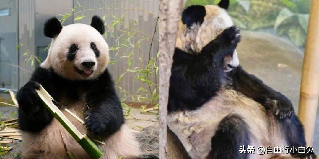 Welcome home Yaya! The 23-year-old giant panda 