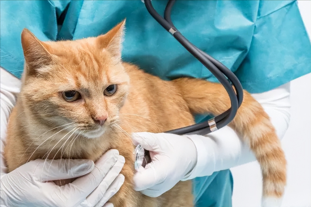 Why do cats choose to "leave home" to die?I'm not afraid that you will