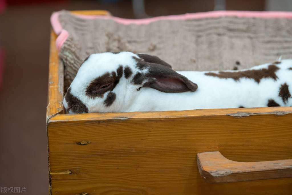 Can rabbits eat Banlangen when they have a cold? - iNEWS
