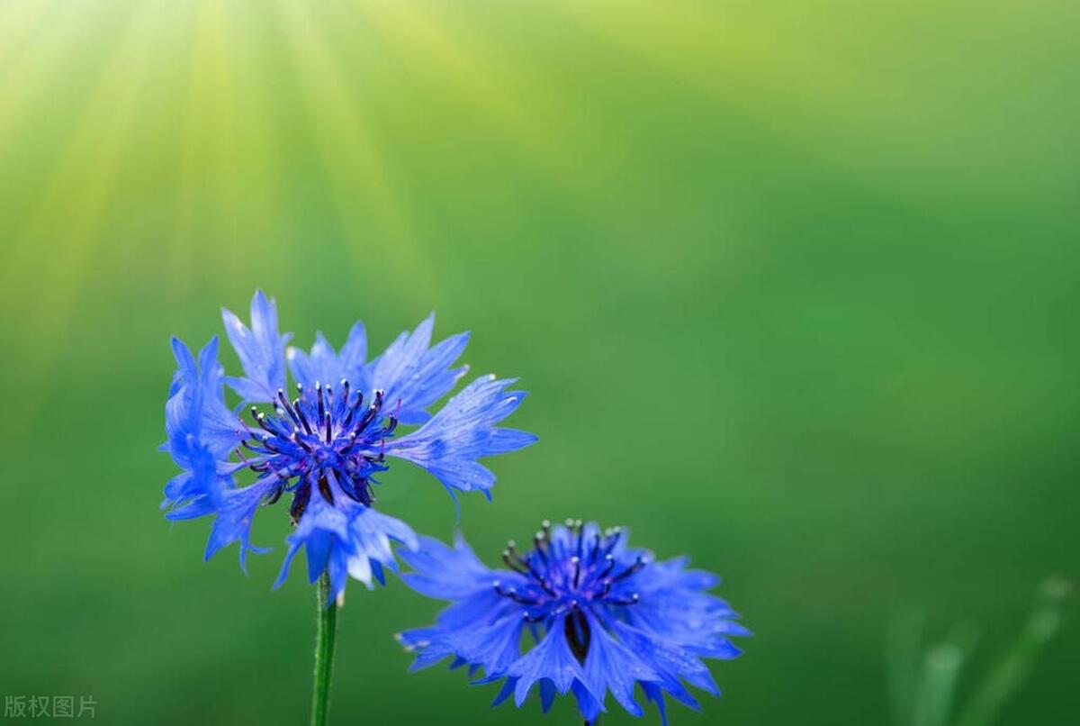 These flowers are easy to grow, bloom quickly, and are suitable for