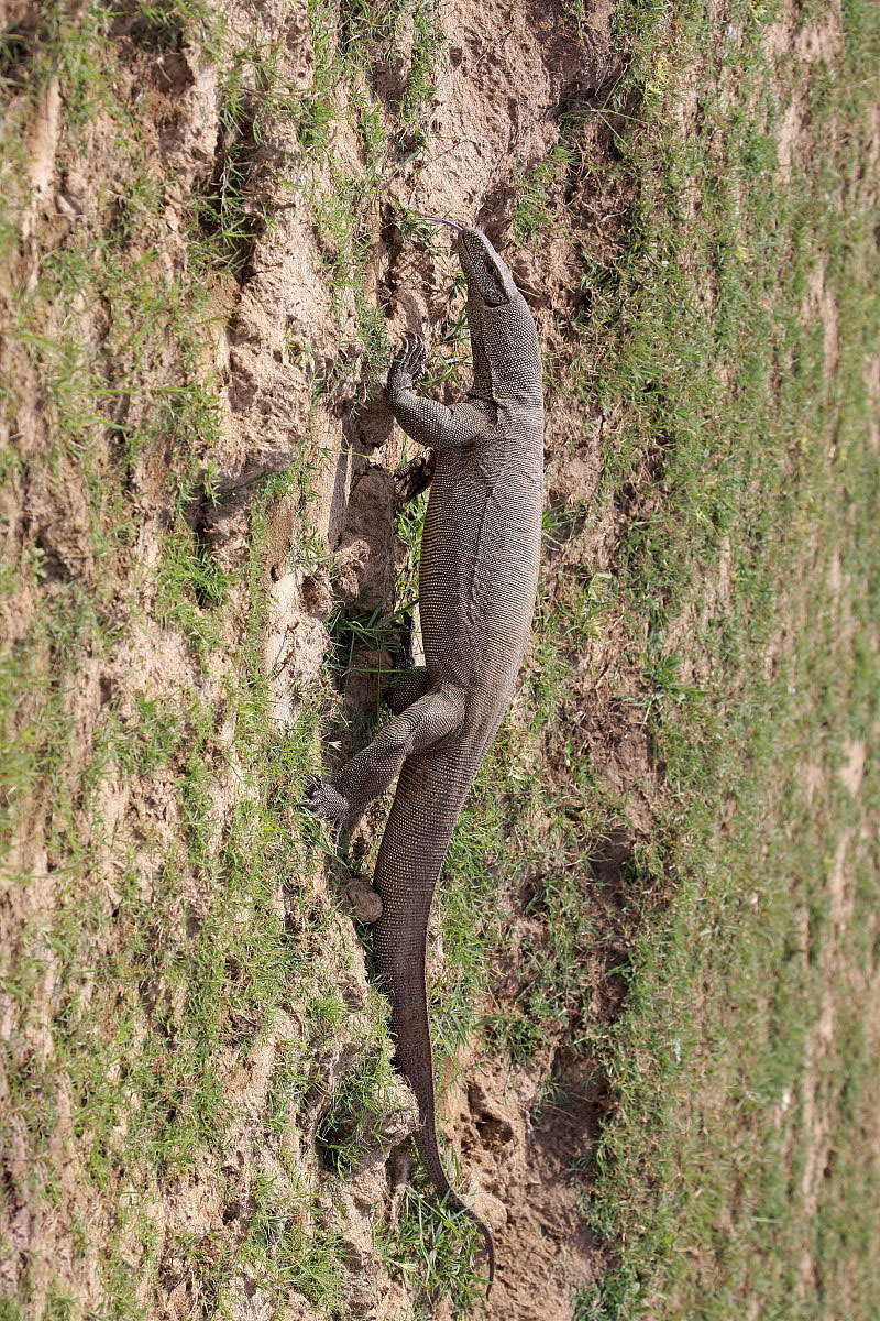 Four Indian men arrested for gangraping Bengal monitor lizards iNEWS