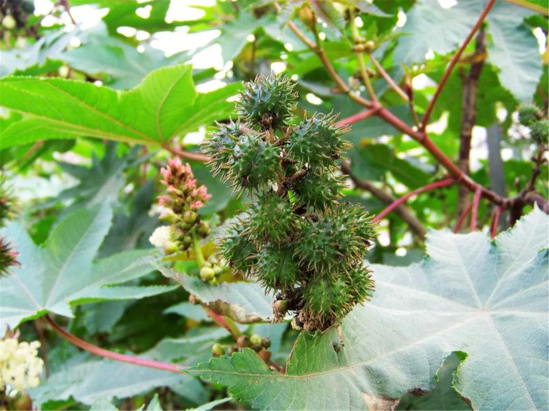 Wh Castor Why is castor plant a biological weapon? In the past, it was roasted ...