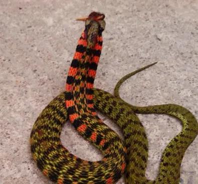 Is there a cockscomb snake? - iNEWS