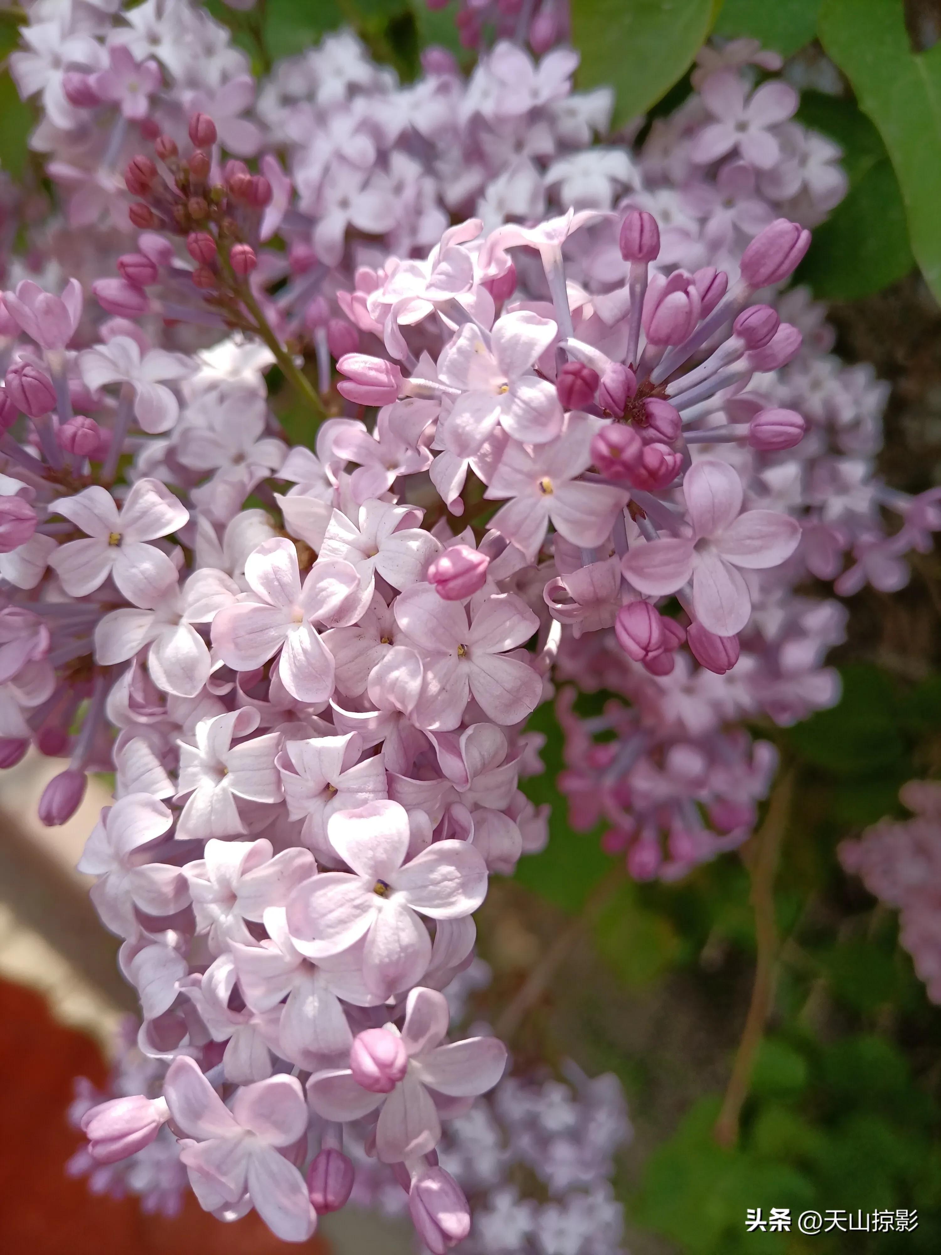 Lilacs are in full bloom in May iNEWS