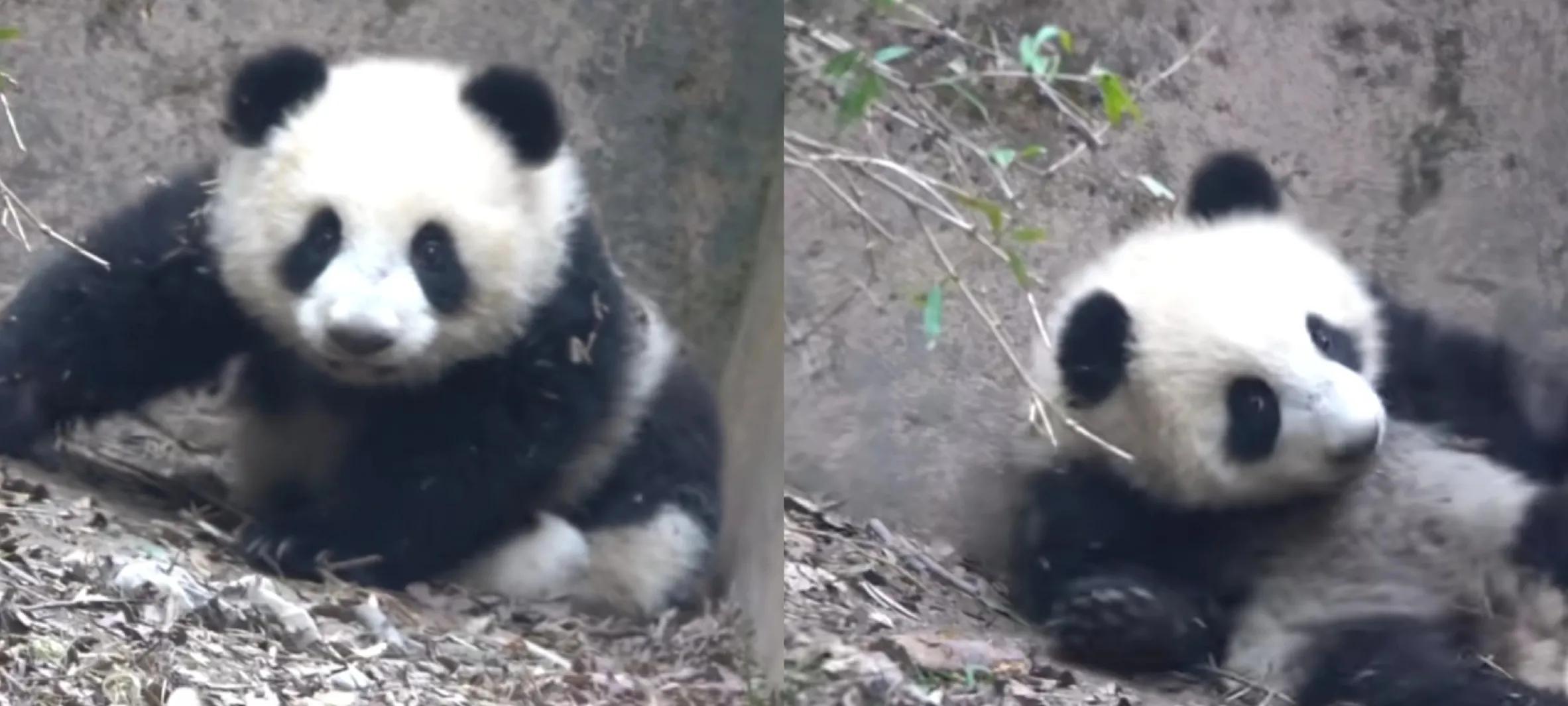 The panda Fu Wan was neglected because of her birth disability. She was ...