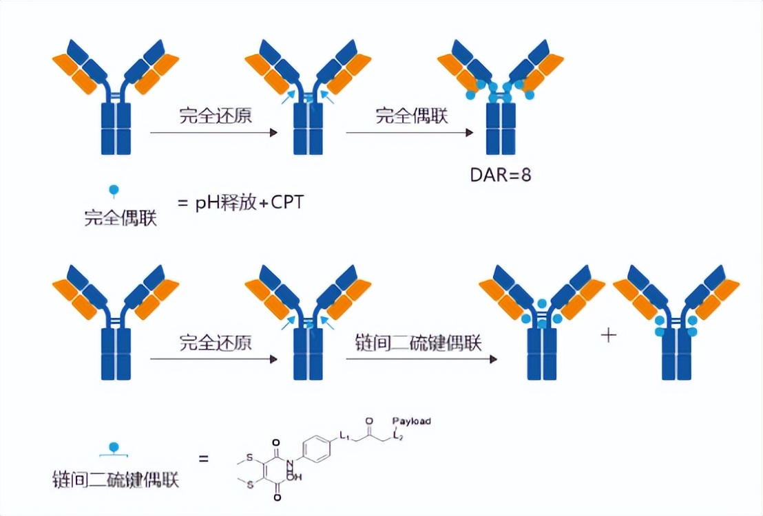 [Meet live broadcast on June 15] ADC and double-antibody ADC drug ...