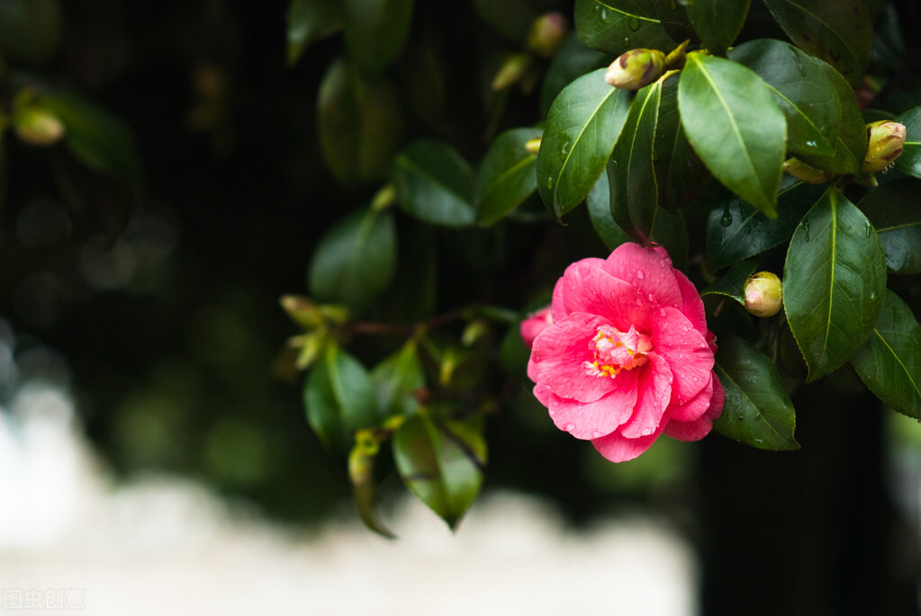 Watering tips for camellias iNEWS