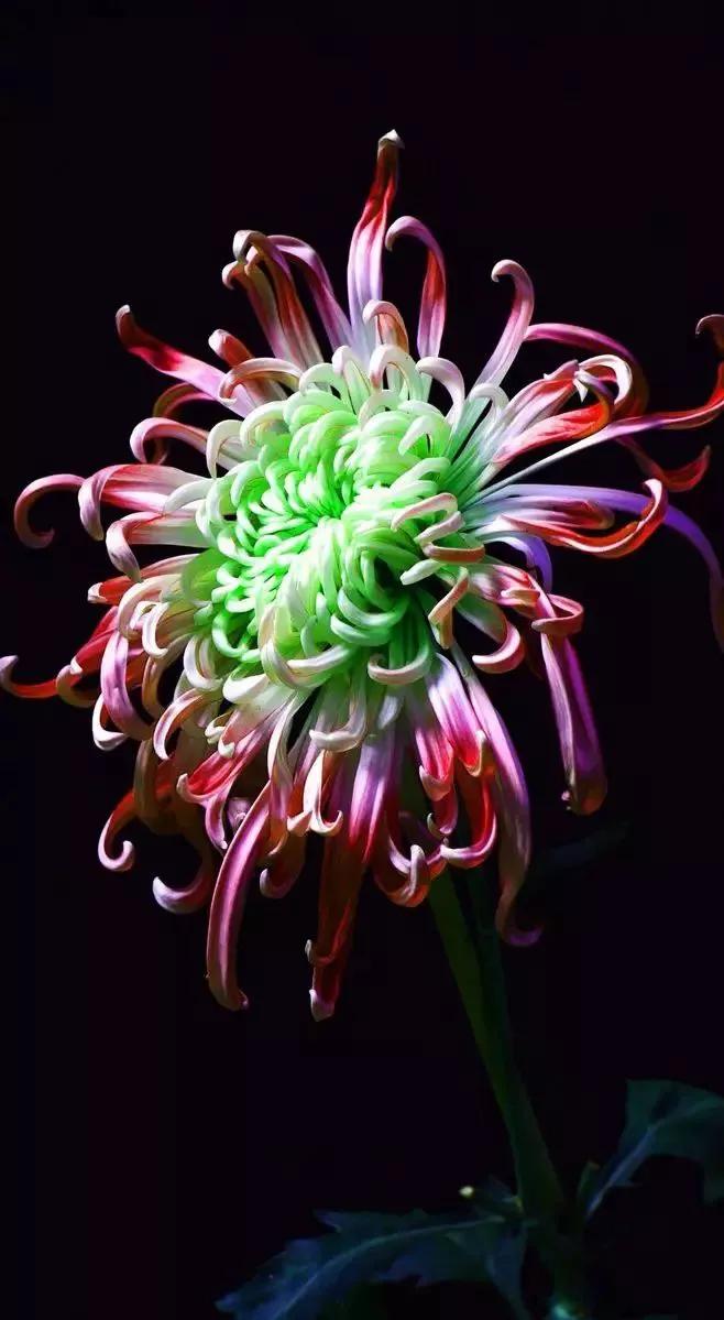 Appreciation of teacher Cao Wenyou's poems - iMedia