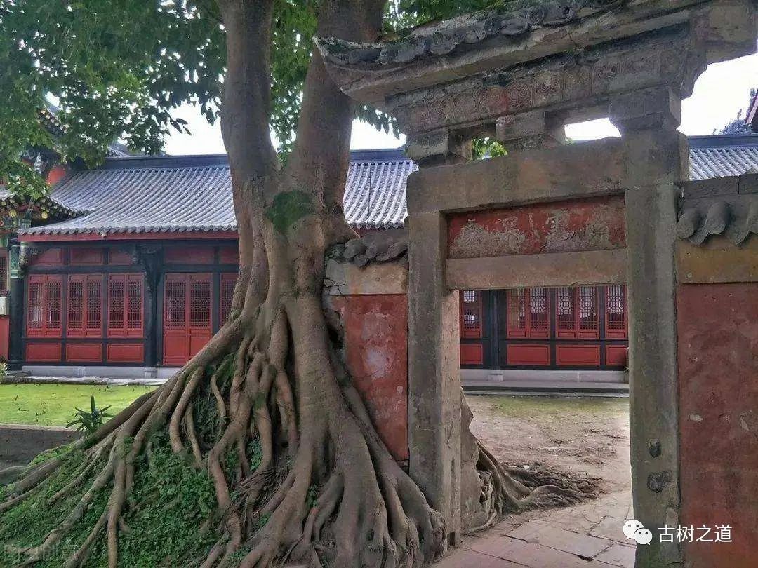 China's Top Ten Ancient Trees - Holy Water Temple Hangui - iNEWS