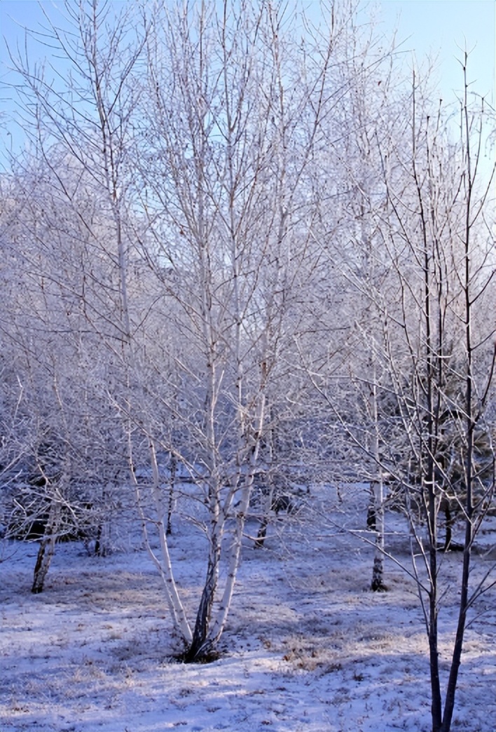 Extremely coldresistant plants can survive freezing at minus 20