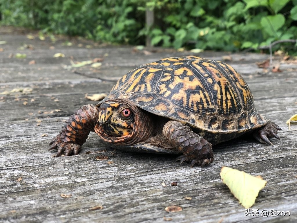 Top 10 Most Expensive Turtles In The World - iNEWS