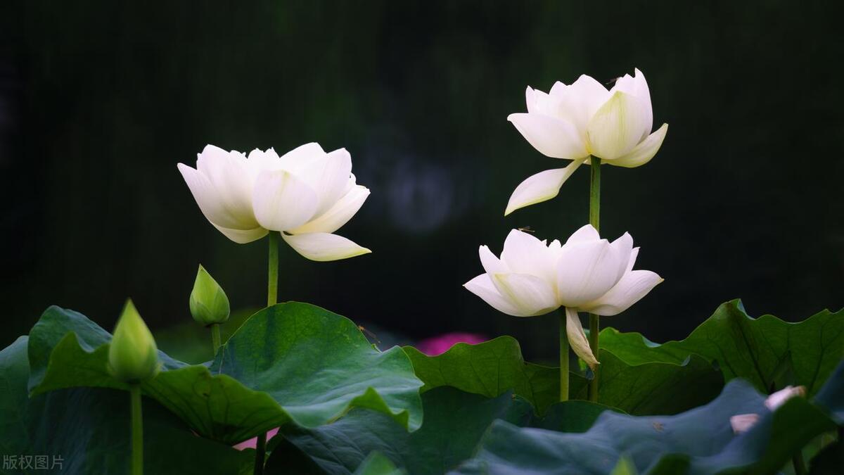 Through four steps, the lotus can easily adjust a more attractive light ...