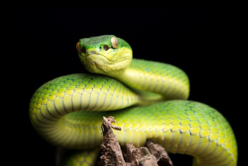 Top 10 Venomous Snakes in Taiwan - iMedia