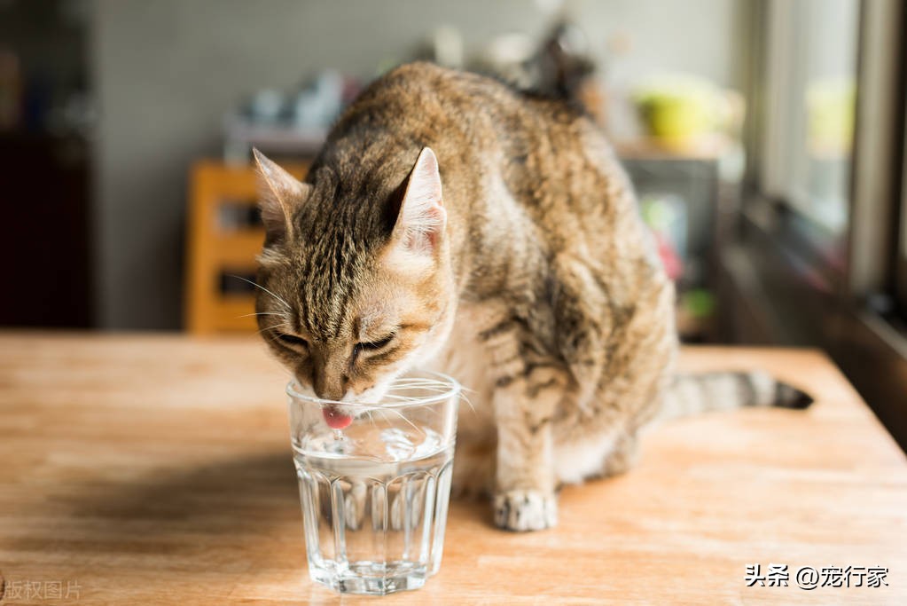 What should I do if the cat does not like to drink water after winter