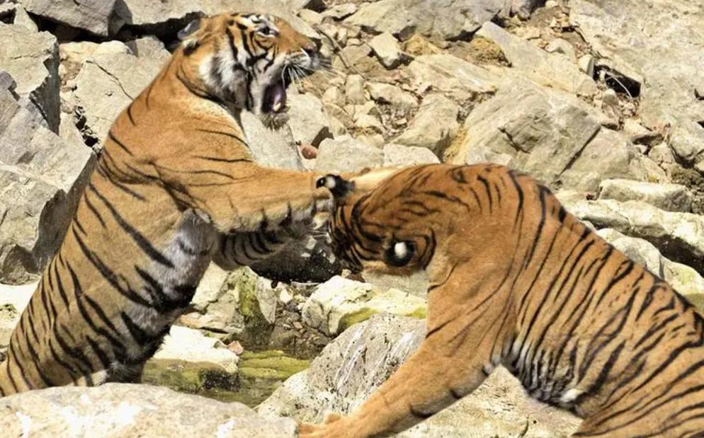 Why do tigers get into a fight when they mate?I feel so sorry for the