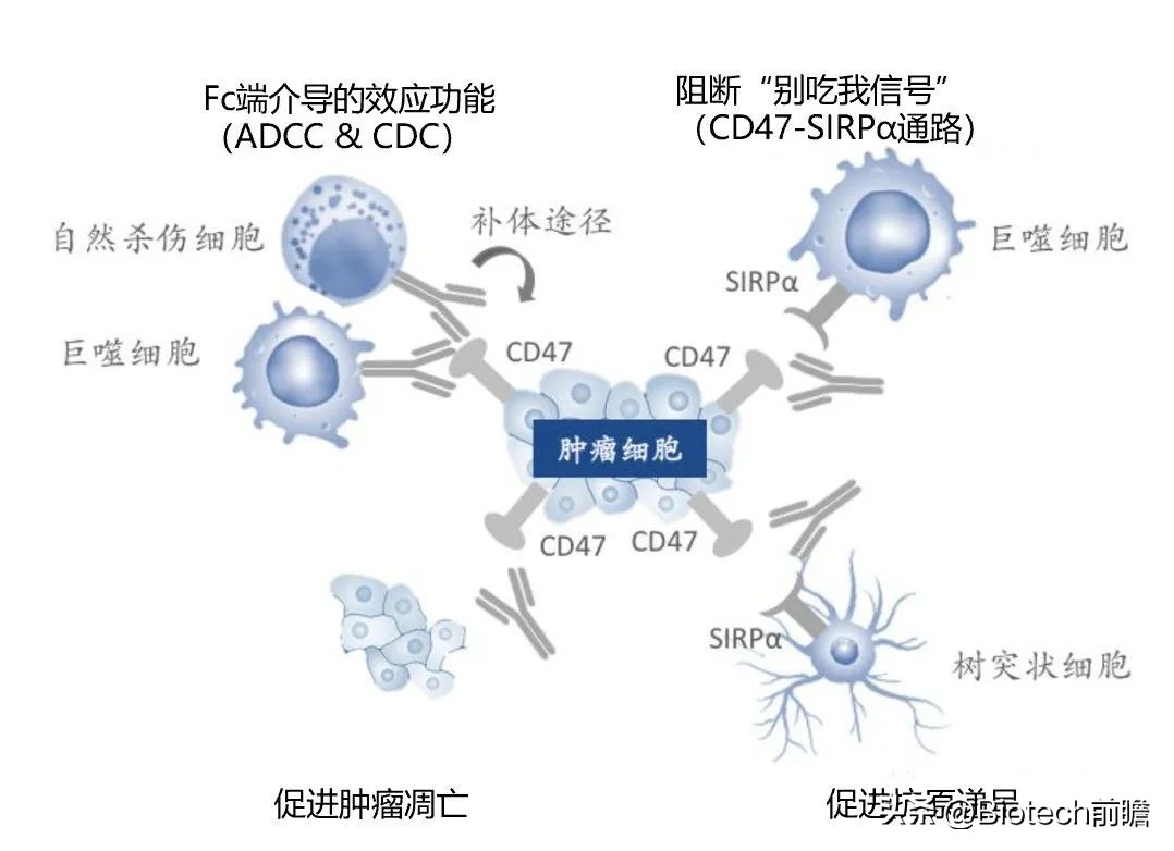 CD47 failed again, this article details the bumpy road of CD47 antibody ...