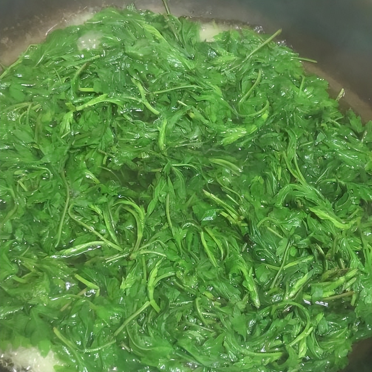 Wormwood Pork Floss Green Dumplings iNEWS