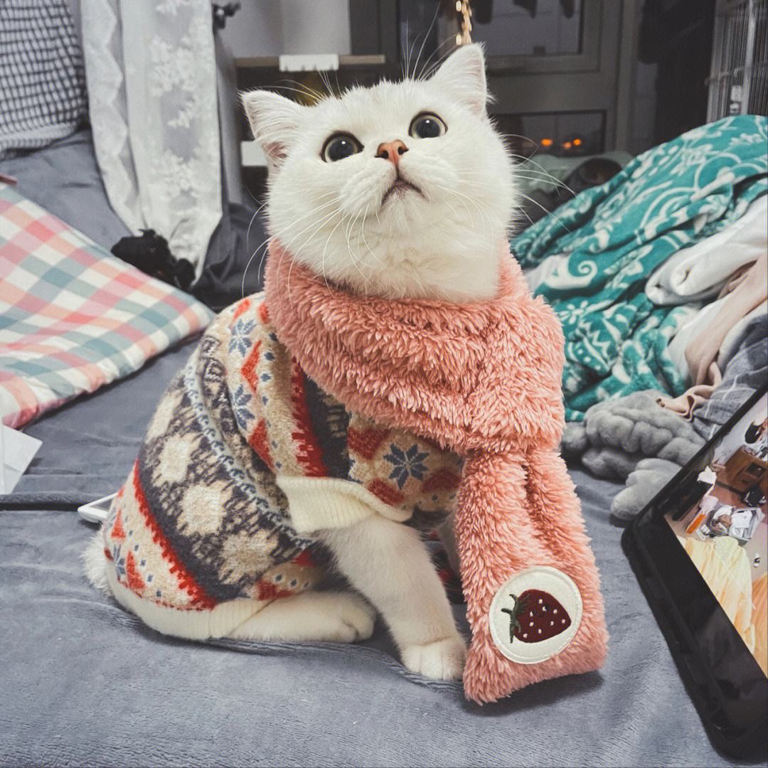 How to help cats regulate their body temperature and avoid getting too