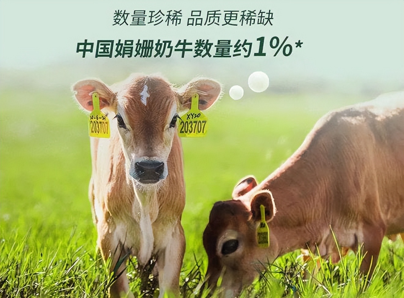 Jindian has evolved again!The industry's first carbonneutral Jersey