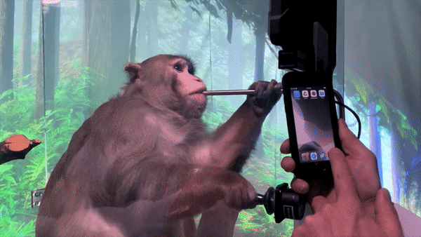 Monkeys died tragically because of experiments?Musk's brain-computer ...