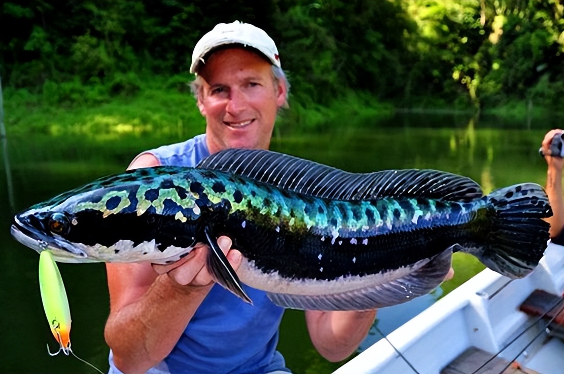 Snakehead Fish Invaded The