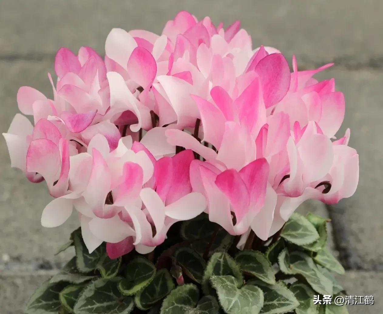 Dead cyclamen trees are strongly related to "four diseases", and it is