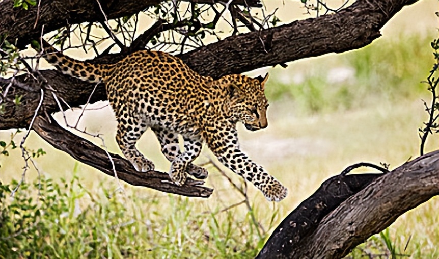 Leopards In Environment Tracking the Leopard: Exploring Leopard Ecology and Conservation - iNEWS