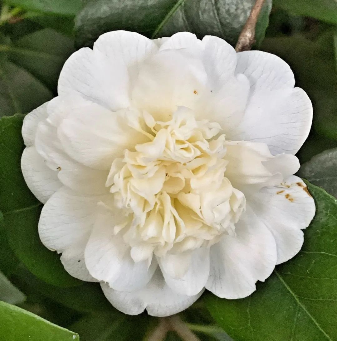The potted camellia was full of buds when I bought it, and it will fall