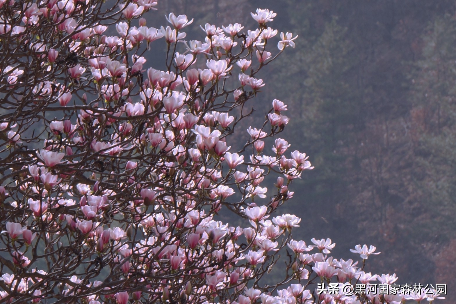 [Original and thoughtful, more blessings come more blessings] Exploring ...