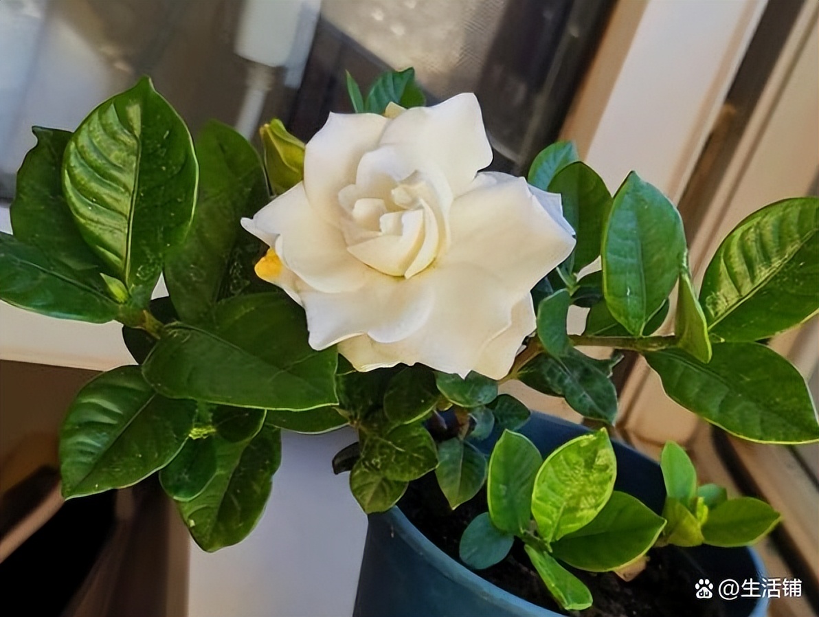 How to prune gardenias to bloom?Proper pruning in 3 stages for big and full blooms iNEWS