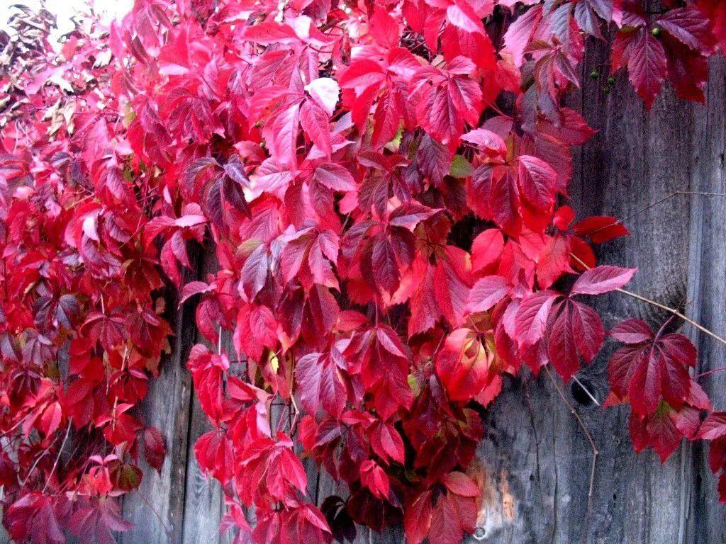 beautiful shrubs, vines iNEWS