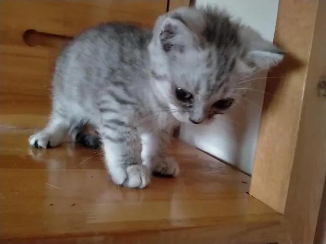 Can I have a cat while pregnant? iMedia