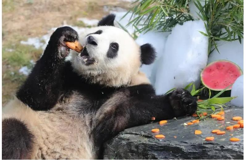 The Countdown To The Return Of Yaya, The Giant Panda In The United ...