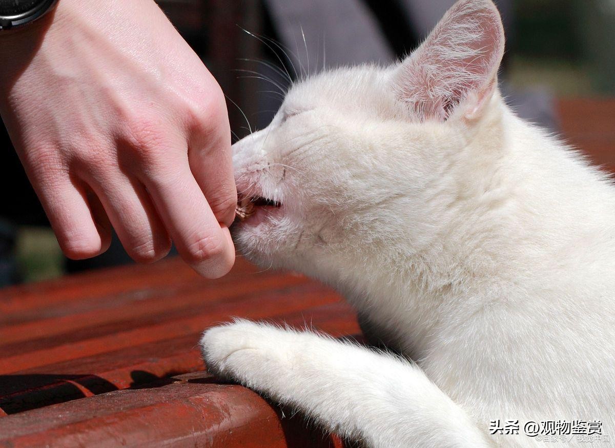 When interacting with cats, cats sometimes push people with their paws