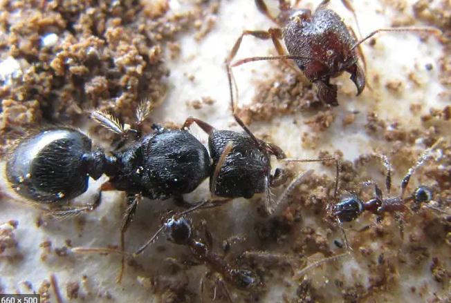 Indian village attacked by ants, people forced to flee - iNEWS