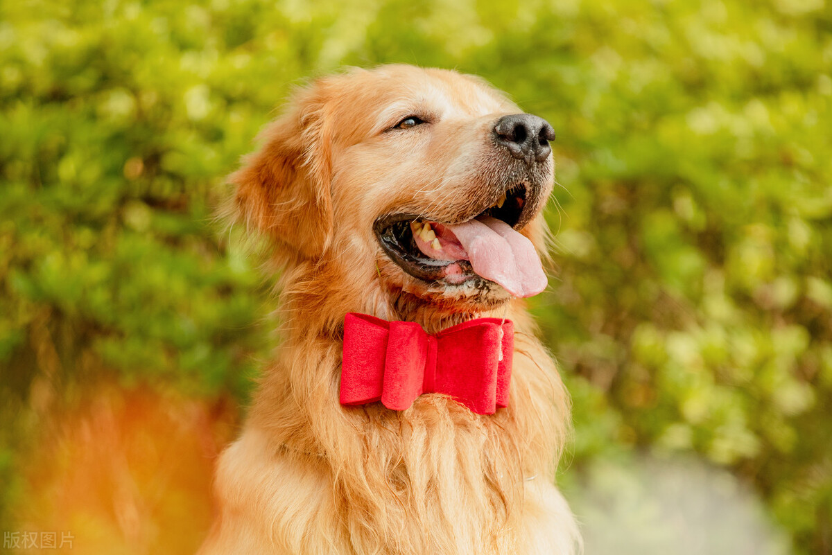 The Secret to Restoring Calm for an Anxious Dog iNEWS