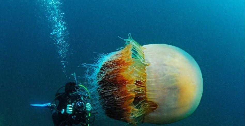 Jellyfish blooms: Environmental change and human challenges - iMedia