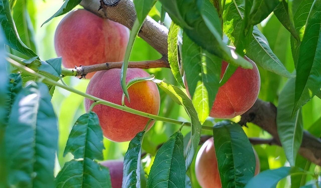 An old fruit farmer teaches you the correct way to buy peaches. Don't ...
