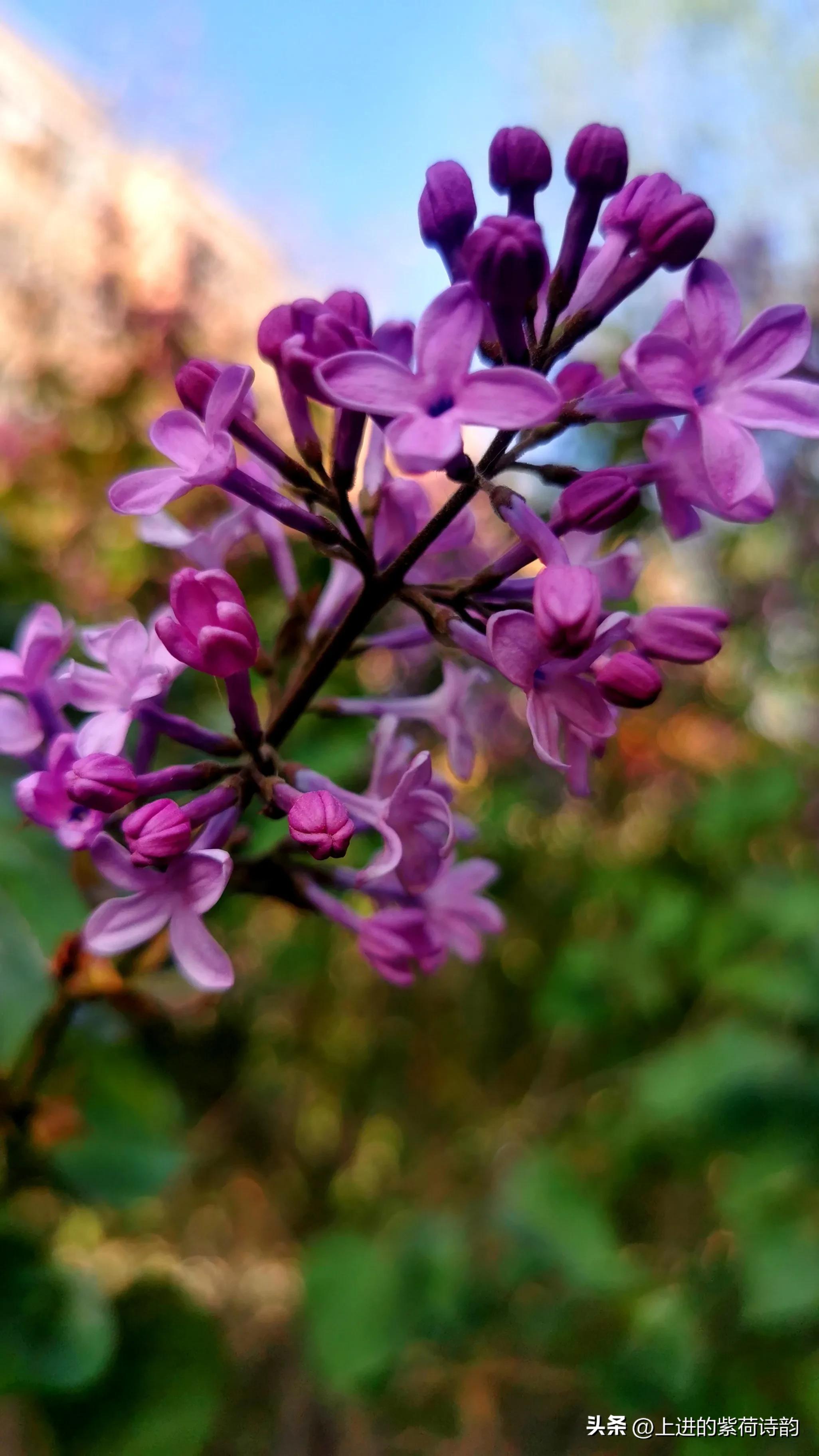 Spring goes and spring comes again, lilacs bloom. - iMedia