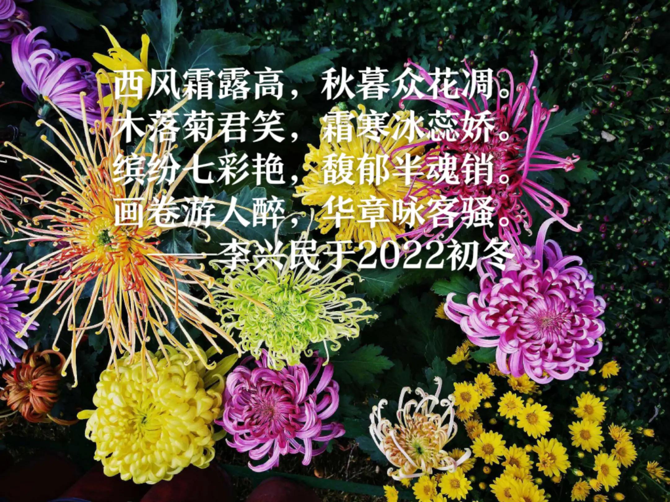 Two Chrysanthemums (New Rhyme) iNEWS