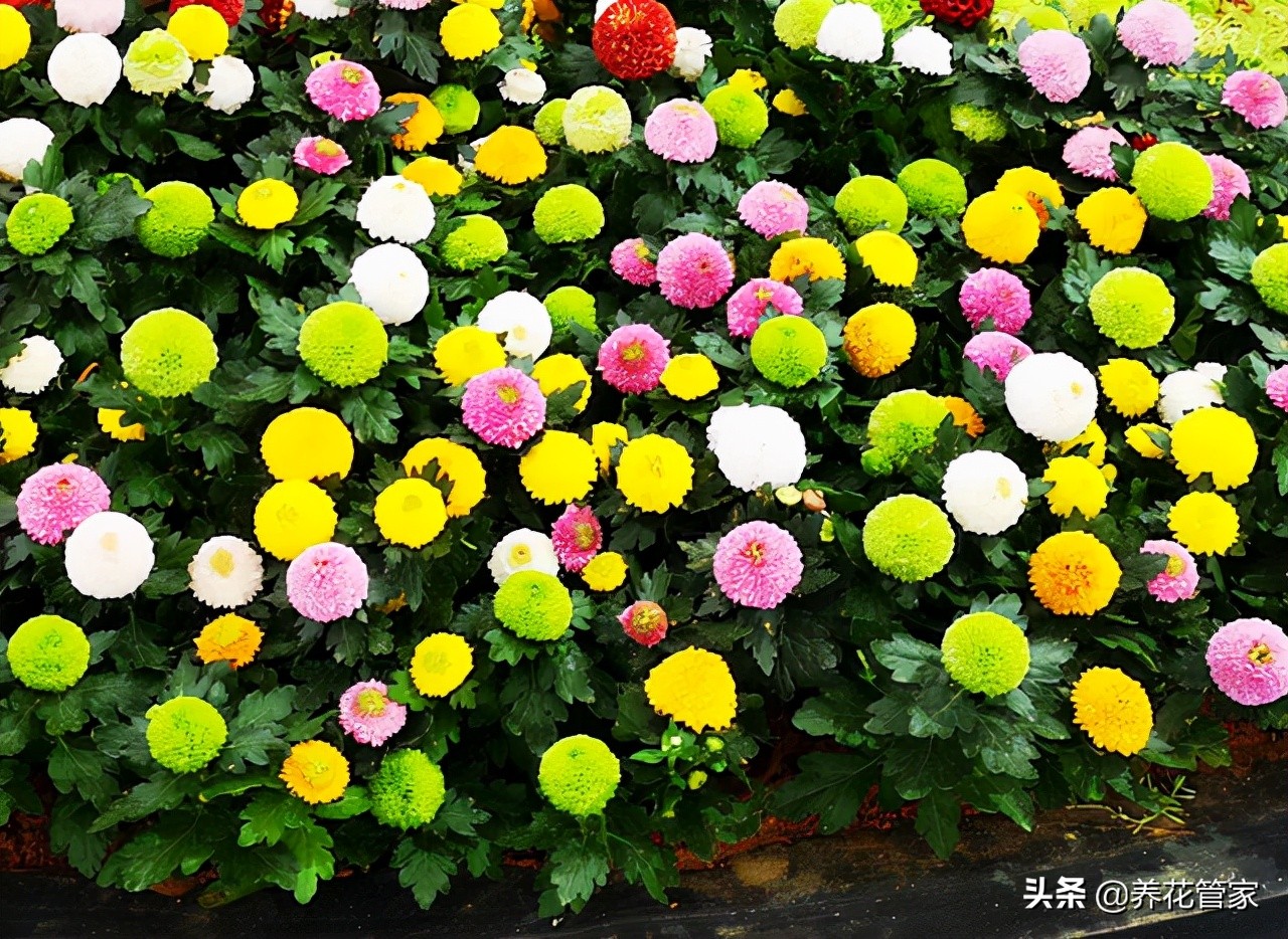 Ping pong chrysanthemum, the best chrysanthemum!Remember 5 points, the flowers bloom all year