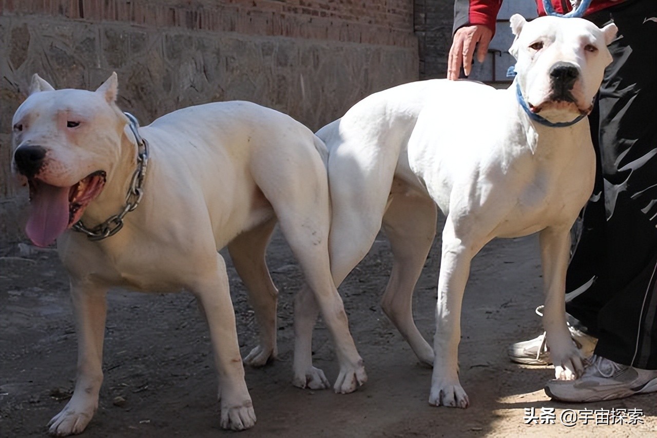 Why do dogs lock up for half an hour while mating?Why haven't humans