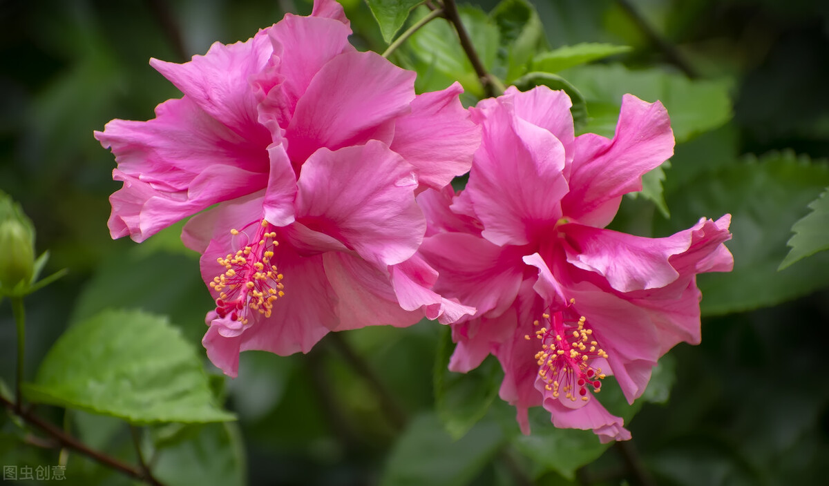 How to prevent buds from falling and falling leaves in autumn and